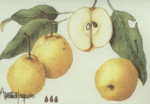 Asian Pear a.jpg