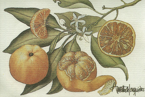 Orange Mandarin a.jpg